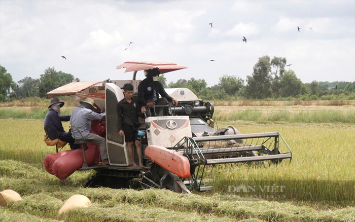 Nông dân Tây Ninh liên kết sản xuất, nâng cao tính cạnh tranh cho ngành hàng lúa gạo - Ảnh 2.